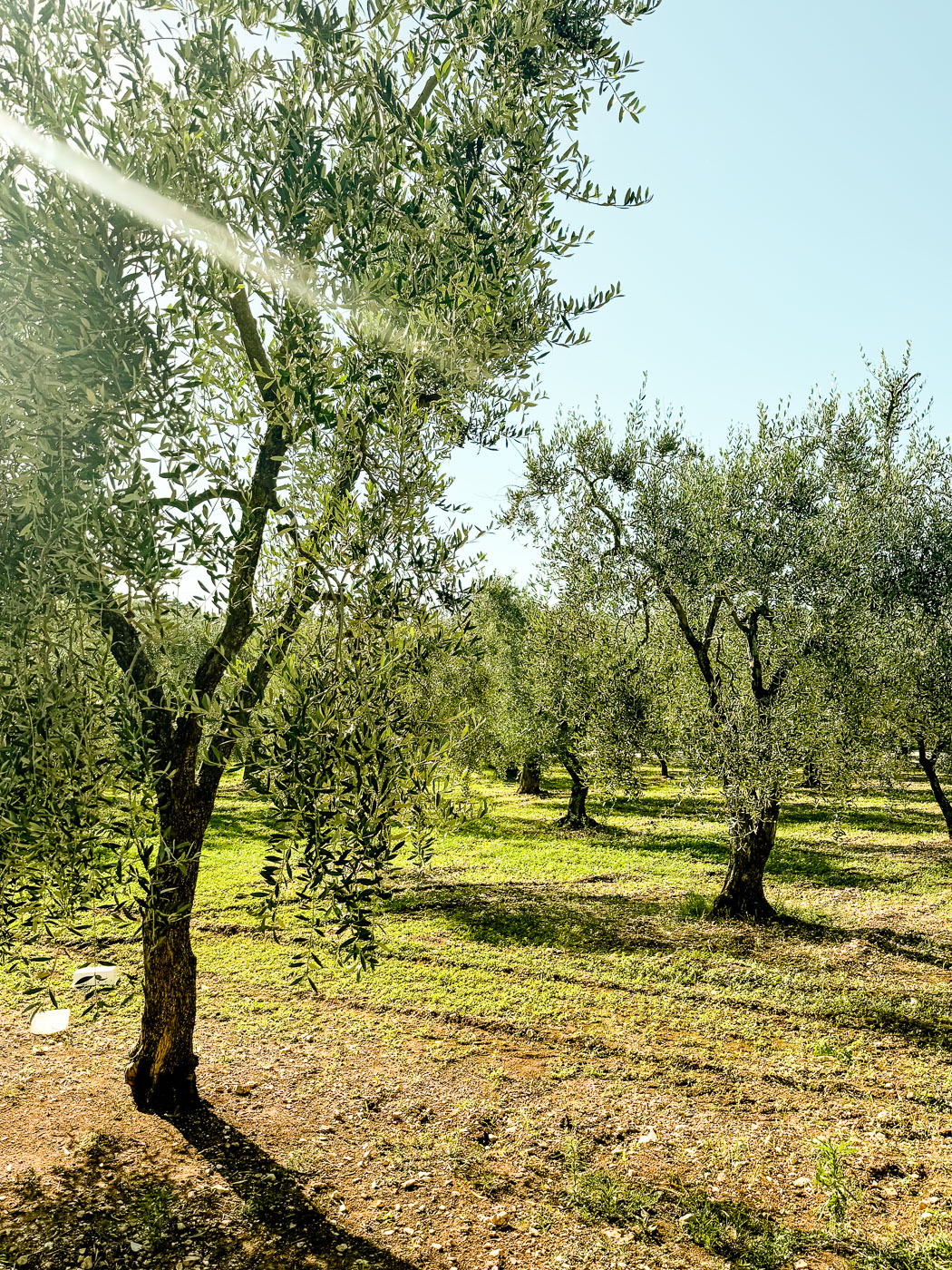 Olive Trees at Cantine Merinum in Gargano Region in Puglia Italy 