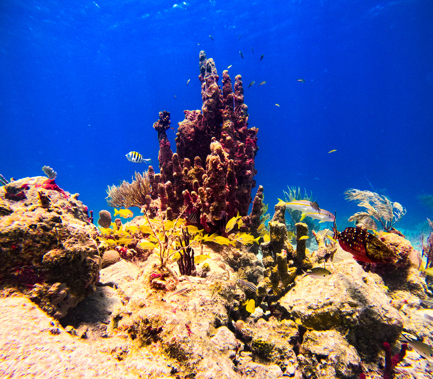 11 Very Best Things to do in St. John: Fish swimming around a vibrant coral structure during an underwater snorkeling experience in St. John, USVI