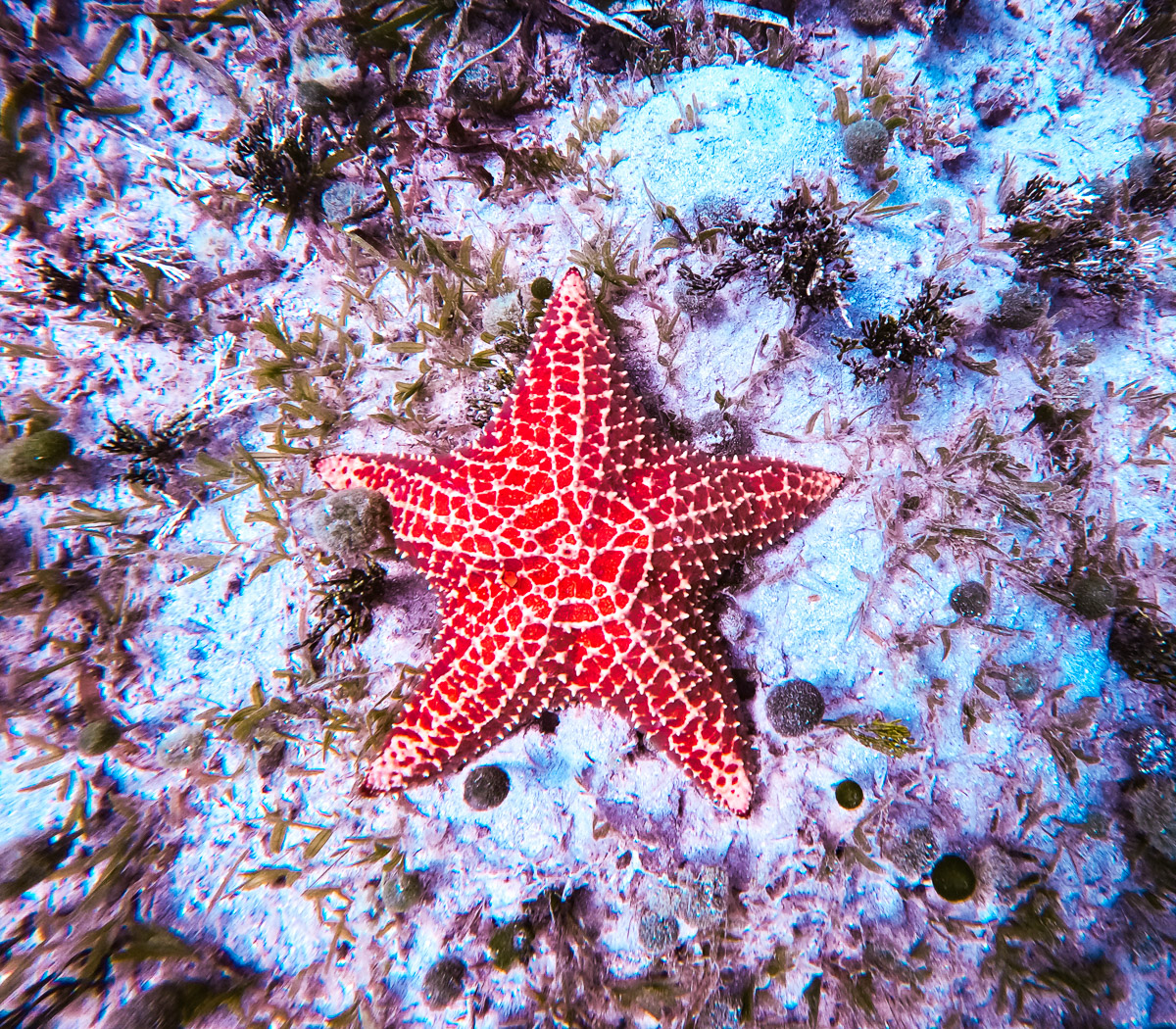 11 Very Best Things to do in St. John: Starfish during an underwater snorkeling experience in St. John, USVI