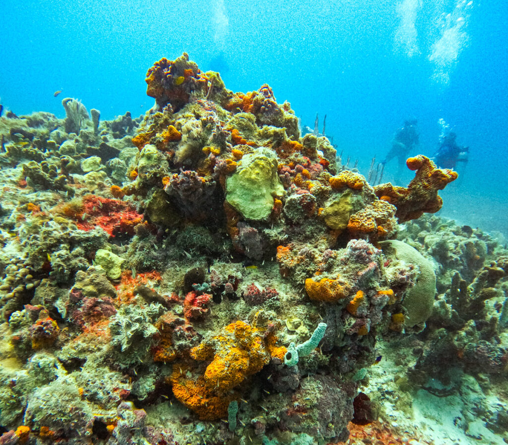 11 Very Best Things to do in St. John: Colorful coral structure with divers in the background during a scuba diving excursion in St. John, USVI