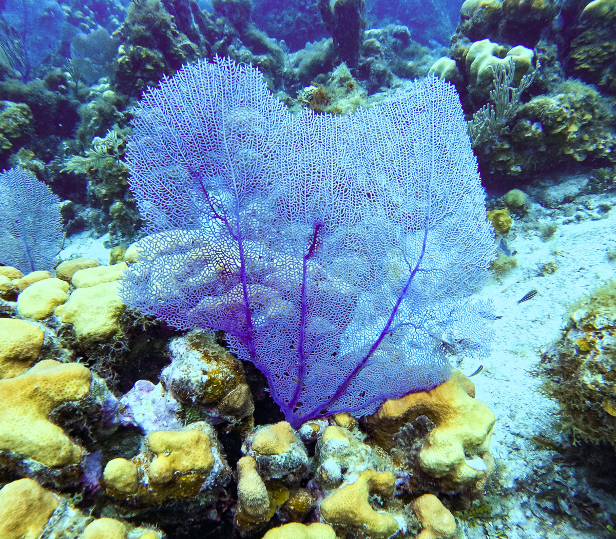 11 Very Best Things to do in St. John: Purple fan coral during a scuba diving excursion in St. John, USVI