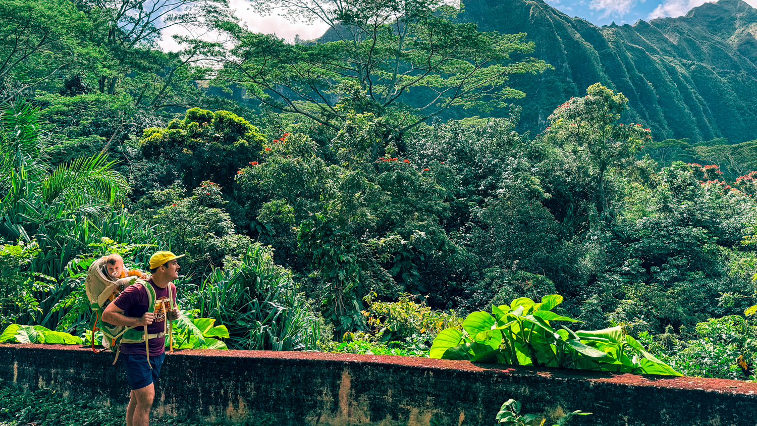 View of the Ko'olau Mountains and thick tropical forest with a father carrying his baby in a hiking carrier backpack while on a hike on the Old Pali Road Trail to Pali Lookout in Kaneohe, Oahu, Hawaii