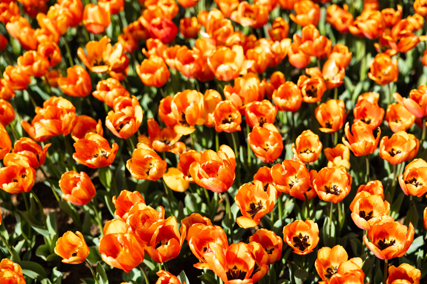11 Best, Most Unique things to do in Istanbul, Turkey: A field of bright orange Tulips with green stems at Gulhane Park in Istanbul, Turkey